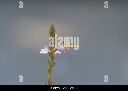Long hoverfly - Sphaerophoria scripta on a blossom of the common vervain or common verbena - Verbena officinalis Stock Photo