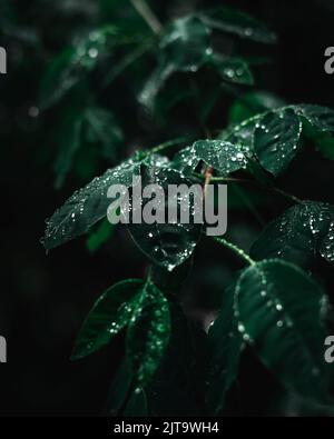 Close up photo of forest leafs with water drops on them. Stock Photo