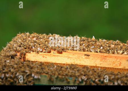 Bees colony on honeycomb. Insects working in wooden beehive. Honey produce. Stock Photo