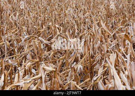 The corn field dried up and buckled means crop failure everywhere in Germany Stock Photo