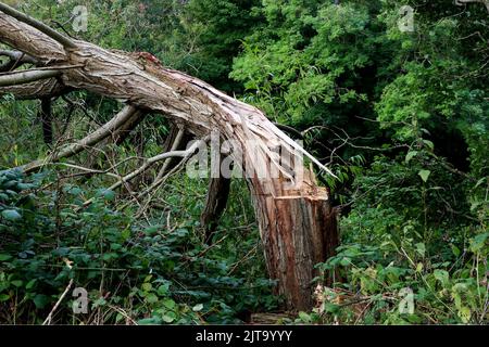 Cut and split tree trunk in a rural forest location Stock Photo
