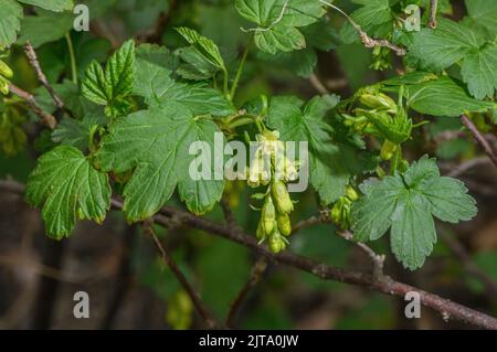 Alpine currant, Ribes alpinum, in flower in early spring. Stock Photo