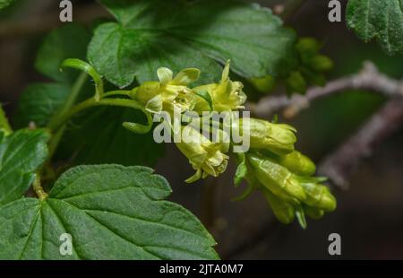 Alpine currant, Ribes alpinum, in flower in early spring. Stock Photo