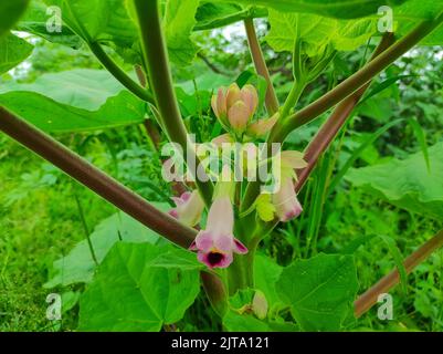 A Devils Claws Tigers Claw Iceplant Kakanasa Baghnakh Hatha Jodi Ulat