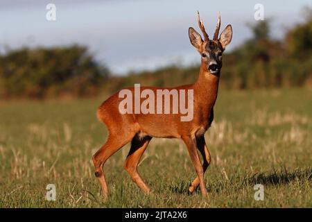 ROE DEER buck, UK. Stock Photo