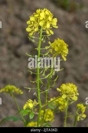 White mustard, Sinapis alba, in flower and fruit; source of the condiment, mustard. Stock Photo