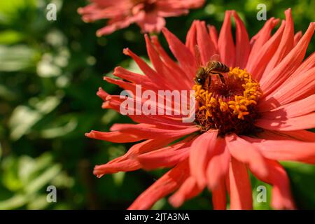 Honey bees collecting pollen from orange zinnia flower. Bees pollinating garden flower background. Stock Photo