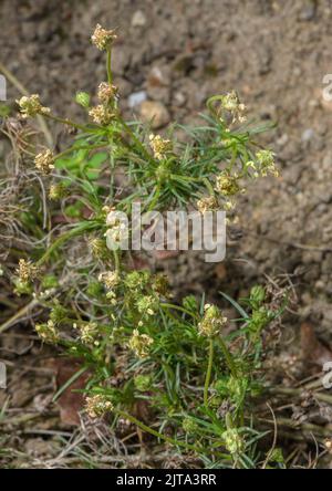 African plantain or Psyllium, Plantago afra, in flower. Source of psyllium. Stock Photo