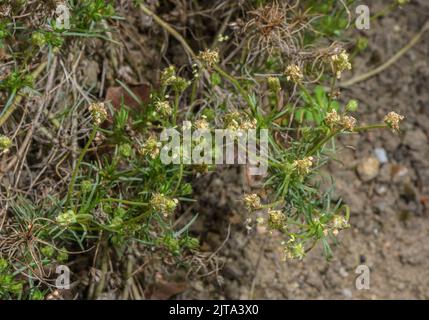 African plantain or Psyllium, Plantago afra, in flower. Source of psyllium. Stock Photo