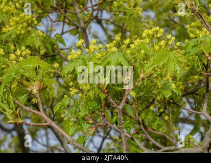 Norway maple, Acer platanoides, in flower and leaf in spring. Stock Photo
