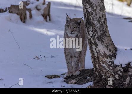 Eurasian lynx, Lynx lynx, by birch tree in the snow in late winter. Stock Photo