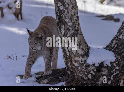 Eurasian lynx, Lynx lynx, by birch tree in the snow in late winter. Stock Photo