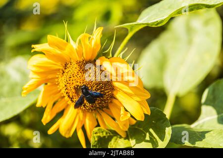 Violet carpenter bee on a sunflower. Xylocopa violacea. Stock Photo