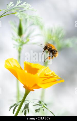Common carder bee (Bombus pascuorum) with pollen sacs about to land on California poppy - UK