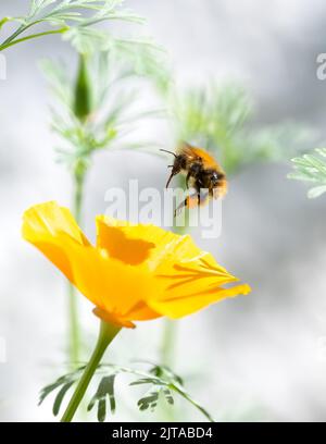 Common carder bee (Bombus pascuorum) with pollen sacs about to land on California poppy - UK Stock Photo