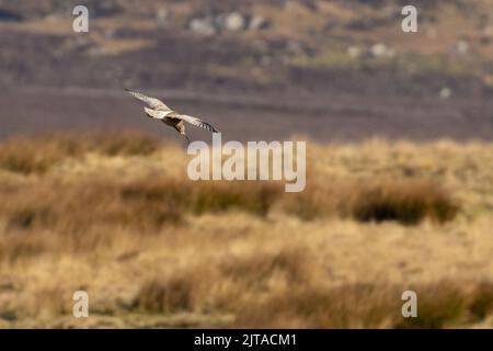 Curlew, numenius arquata, in flight descending onto moorland, Langbar, North Yorkshire, England, UK Stock Photo