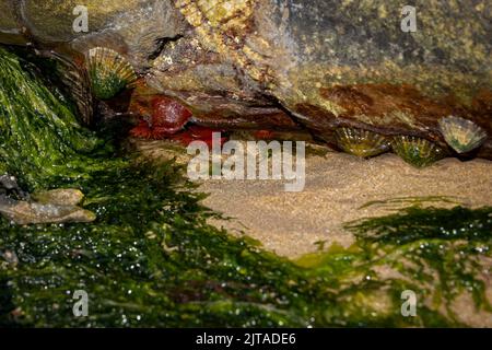 Limpets in a rock pool Stock Photo