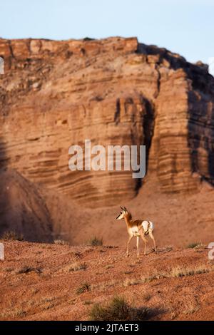 Antelope in the desert during morning sunrise. Stock Photo