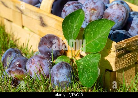 Plums in the basket after harvest Stock Photo