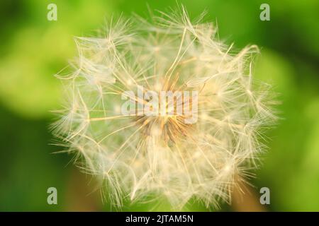 Dandelion close up shot with green background Stock Photo