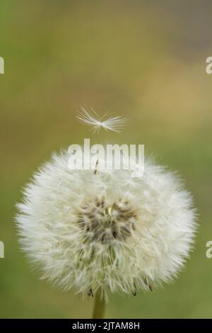 Dandelion blowball on blurred background Stock Photo