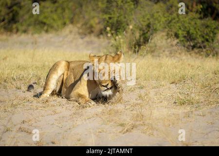 Lioness is scratching with her front paw her face. Chobe National Park, Botswana, Africa Stock Photo