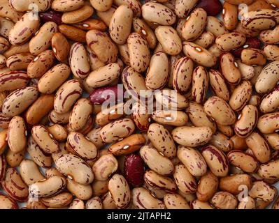 Pinto brown beans close-up. Raw hard beans with red spots background. Small beans top view. Stock Photo