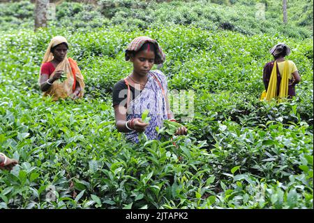 Sylhet, Mexico City, Bangladesh. 28th Aug, 2022. August 28, 2022, Sylhet, Bangladesh: Malnicherra tea return to tea plantations after after reaching an agreement on the wage increase, daily wage is fixed at Tk 170. The 20 day demontrations has been called off With the intervention of Prime Minister Sheikh Hasina. on August 28, 2022 in Sylhet, Bangladesh. (Credit Image: © Md Rafayat Haque Khan/eyepix via ZUMA Press Wire) Stock Photo