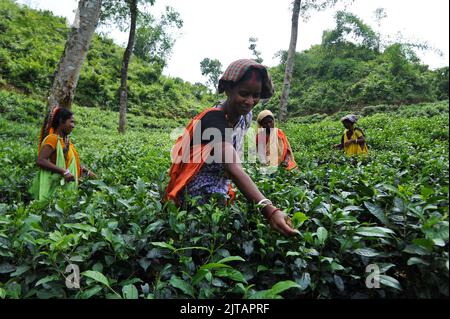 Sylhet, Mexico City, Bangladesh. 28th Aug, 2022. August 28, 2022, Sylhet, Bangladesh: Malnicherra tea return to tea plantations after after reaching an agreement on the wage increase, daily wage is fixed at Tk 170. The 20 day demontrations has been called off With the intervention of Prime Minister Sheikh Hasina. on August 28, 2022 in Sylhet, Bangladesh. (Credit Image: © Md Rafayat Haque Khan/eyepix via ZUMA Press Wire) Stock Photo