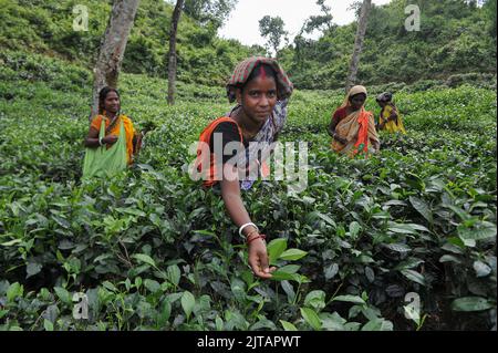 Sylhet, Mexico City, Bangladesh. 28th Aug, 2022. August 28, 2022, Sylhet, Bangladesh: Malnicherra tea return to tea plantations after after reaching an agreement on the wage increase, daily wage is fixed at Tk 170. The 20 day demontrations has been called off With the intervention of Prime Minister Sheikh Hasina. on August 28, 2022 in Sylhet, Bangladesh. (Credit Image: © Md Rafayat Haque Khan/eyepix via ZUMA Press Wire) Stock Photo