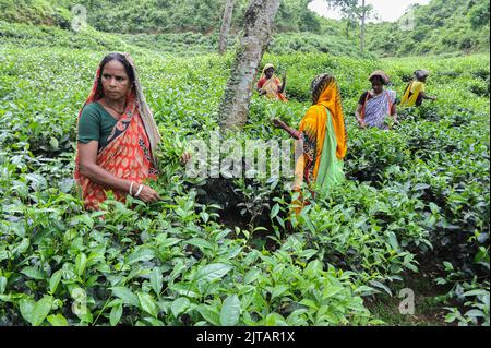 Sylhet, Mexico City, Bangladesh. 28th Aug, 2022. August 28, 2022, Sylhet, Bangladesh: Malnicherra tea return to tea plantations after after reaching an agreement on the wage increase, daily wage is fixed at Tk 170. The 20 day demontrations has been called off With the intervention of Prime Minister Sheikh Hasina. on August 28, 2022 in Sylhet, Bangladesh. (Credit Image: © Md Rafayat Haque Khan/eyepix via ZUMA Press Wire) Stock Photo