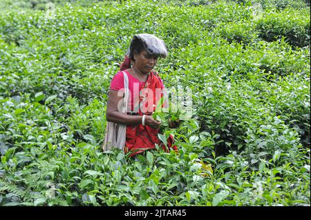 Sylhet, Mexico City, Bangladesh. 28th Aug, 2022. August 28, 2022, Sylhet, Bangladesh: Malnicherra tea return to tea plantations after after reaching an agreement on the wage increase, daily wage is fixed at Tk 170. The 20 day demontrations has been called off With the intervention of Prime Minister Sheikh Hasina. on August 28, 2022 in Sylhet, Bangladesh. (Credit Image: © Md Rafayat Haque Khan/eyepix via ZUMA Press Wire) Stock Photo