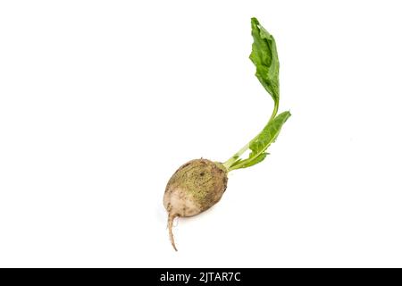 Fresh organic beetroot with freshly harvested leaves on isolated white background Stock Photo