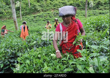 Sylhet, Mexico City, Bangladesh. 28th Aug, 2022. August 28, 2022, Sylhet, Bangladesh: Malnicherra tea return to tea plantations after after reaching an agreement on the wage increase, daily wage is fixed at Tk 170. The 20 day demontrations has been called off With the intervention of Prime Minister Sheikh Hasina. on August 28, 2022 in Sylhet, Bangladesh. (Credit Image: © Md Rafayat Haque Khan/eyepix via ZUMA Press Wire) Stock Photo