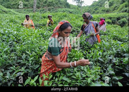 Sylhet, Mexico City, Bangladesh. 28th Aug, 2022. August 28, 2022, Sylhet, Bangladesh: Malnicherra tea return to tea plantations after after reaching an agreement on the wage increase, daily wage is fixed at Tk 170. The 20 day demontrations has been called off With the intervention of Prime Minister Sheikh Hasina. on August 28, 2022 in Sylhet, Bangladesh. (Credit Image: © Md Rafayat Haque Khan/eyepix via ZUMA Press Wire) Stock Photo