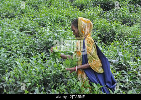 Sylhet, Mexico City, Bangladesh. 28th Aug, 2022. August 28, 2022, Sylhet, Bangladesh: Malnicherra tea return to tea plantations after after reaching an agreement on the wage increase, daily wage is fixed at Tk 170. The 20 day demontrations has been called off With the intervention of Prime Minister Sheikh Hasina. on August 28, 2022 in Sylhet, Bangladesh. (Credit Image: © Md Rafayat Haque Khan/eyepix via ZUMA Press Wire) Stock Photo