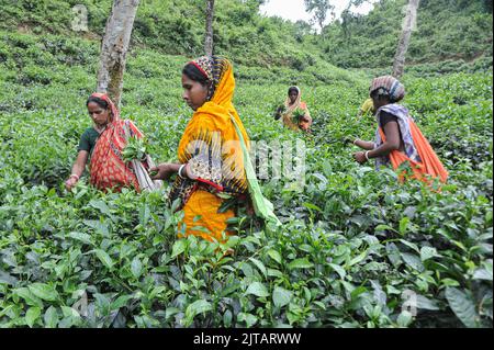 Sylhet, Mexico City, Bangladesh. 28th Aug, 2022. August 28, 2022, Sylhet, Bangladesh: Malnicherra tea return to tea plantations after after reaching an agreement on the wage increase, daily wage is fixed at Tk 170. The 20 day demontrations has been called off With the intervention of Prime Minister Sheikh Hasina. on August 28, 2022 in Sylhet, Bangladesh. (Credit Image: © Md Rafayat Haque Khan/eyepix via ZUMA Press Wire) Stock Photo