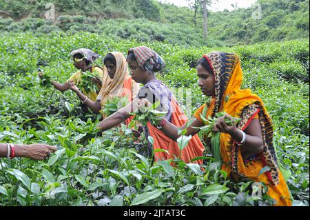 Sylhet, Mexico City, Bangladesh. 28th Aug, 2022. August 28, 2022, Sylhet, Bangladesh: Malnicherra tea return to tea plantations after after reaching an agreement on the wage increase, daily wage is fixed at Tk 170. The 20 day demontrations has been called off With the intervention of Prime Minister Sheikh Hasina. on August 28, 2022 in Sylhet, Bangladesh. (Credit Image: © Md Rafayat Haque Khan/eyepix via ZUMA Press Wire) Stock Photo