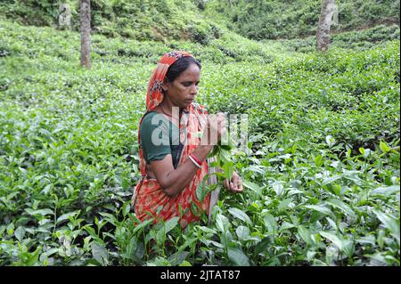 Sylhet, Mexico City, Bangladesh. 28th Aug, 2022. August 28, 2022, Sylhet, Bangladesh: Malnicherra tea return to tea plantations after after reaching an agreement on the wage increase, daily wage is fixed at Tk 170. The 20 day demontrations has been called off With the intervention of Prime Minister Sheikh Hasina. on August 28, 2022 in Sylhet, Bangladesh. (Credit Image: © Md Rafayat Haque Khan/eyepix via ZUMA Press Wire) Stock Photo