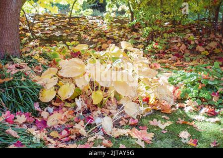Atumn red and yellow fallen maple leaves on green tall grass. Gardening during fall season. Cleaning lawn from leaves. Close-up Stock Photo