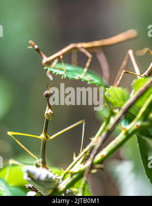 Staring Horsehead Grasshopper (Pseudoproscopia latirostris) Stock Photo