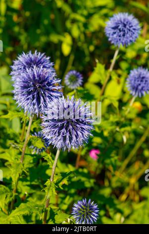 Echinops Banaticus blue globe thistle flower Stock Photo