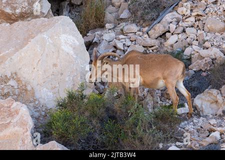 Arabian Tahr (Arabitragus jayakari) male walking on rocks rocks in the middle east mountains on Jebal Hafeet. Stock Photo