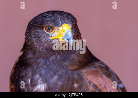Harris's hawk (Parabuteo unicinctus), formerly known as the bay-winged hawk or dusky hawk from South America in conservation center very close up Stock Photo