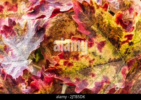 An abstract view of autumn vine leaves. Stock Photo