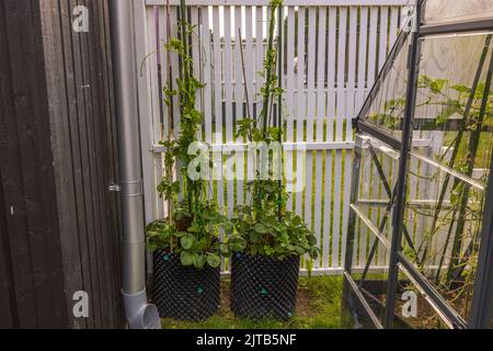 Beautiful view of garden with greenhouse and climbing plants of strawberries with red berries against backdrop of white fence. Sweden. Stock Photo