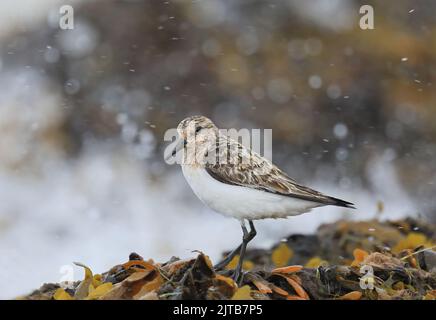 Sanderling on Seaweed Stock Photo