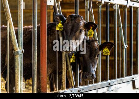 Two young Wagyu calves at the "Wagyukoe" farm in Delden, municipality of Hof van Twente, Netherlands, peer through the bars of their pen. Yellow ear tags identify each animal individually. Stock Photo