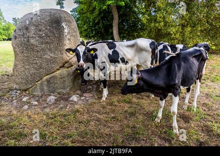 Cows at a huge boulder near the Kasteel Twickel in Delden, Netherlands Stock Photo