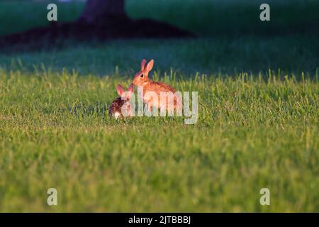 A couple of wild rabbits playing on the field Stock Photo - Alamy